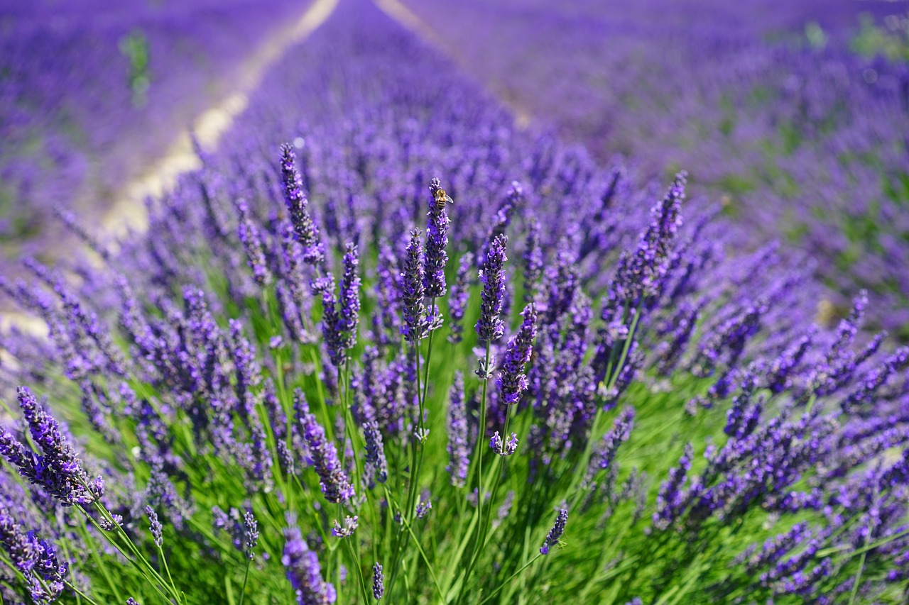 ¿Dónde colocar la planta de lavanda en la casa?