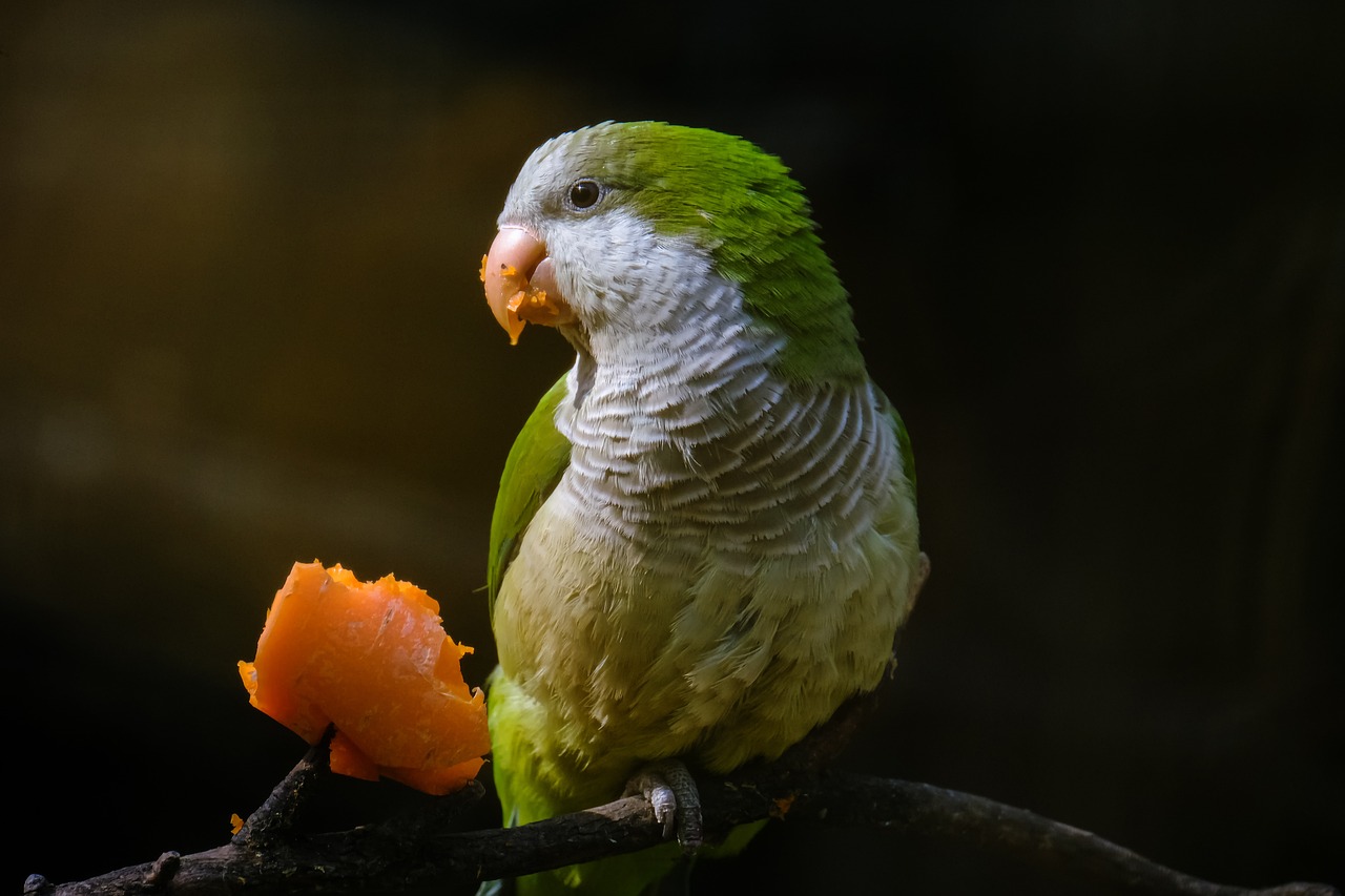 ¿Qué raza son los pericos?