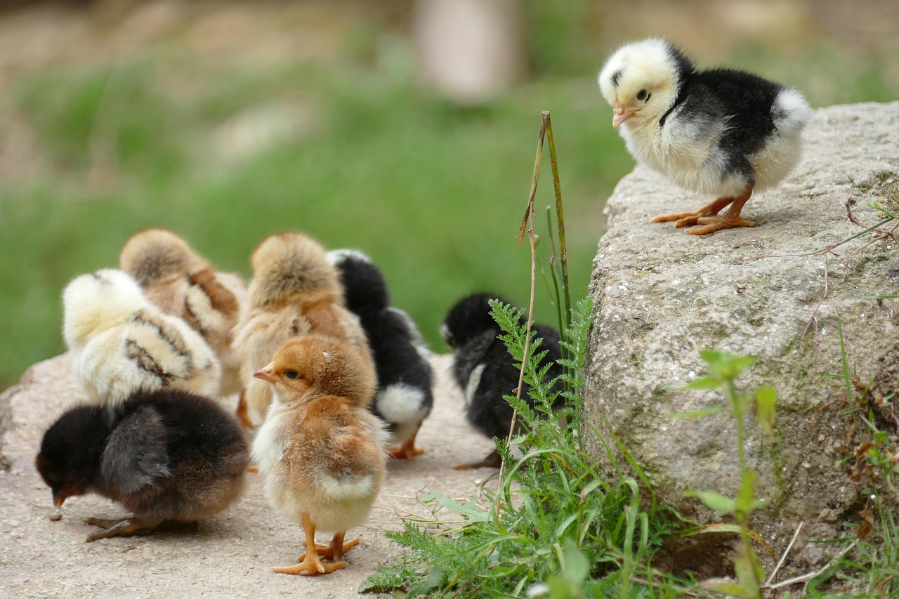 ¿Cómo calentar un pollito sin foco?