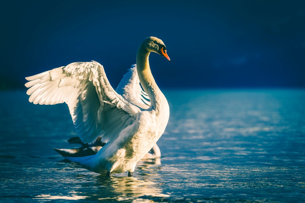 ¿Cuál es el significado de un cisne?