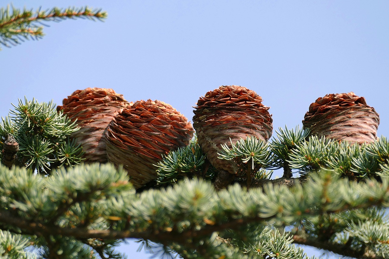 ¿Cuánto tarda en crecer el cedro del Líbano?