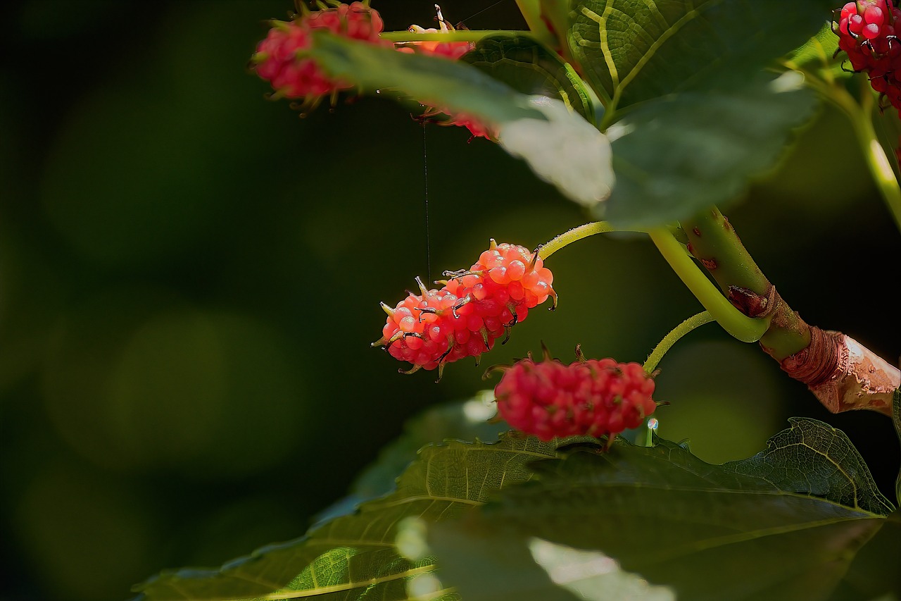 ¿Cuánto tarda en crecer un árbol de morera?