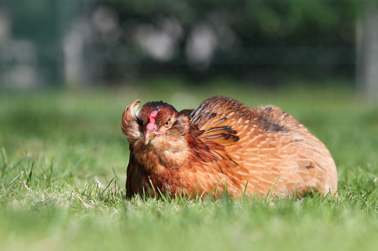 ¿Qué tan rara es la gallina araucana?