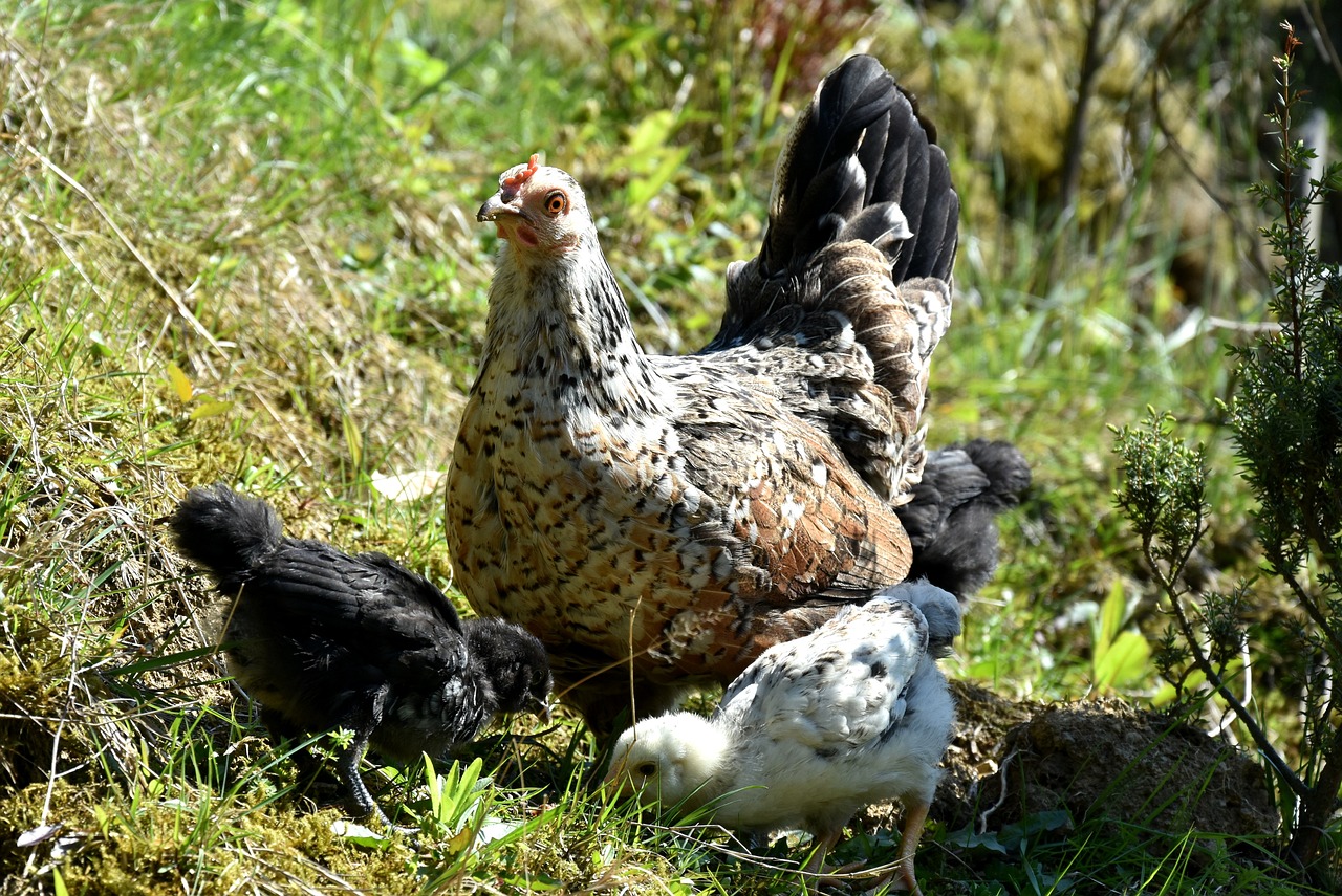¿Cómo se alimentan las gallinas ecológicas?