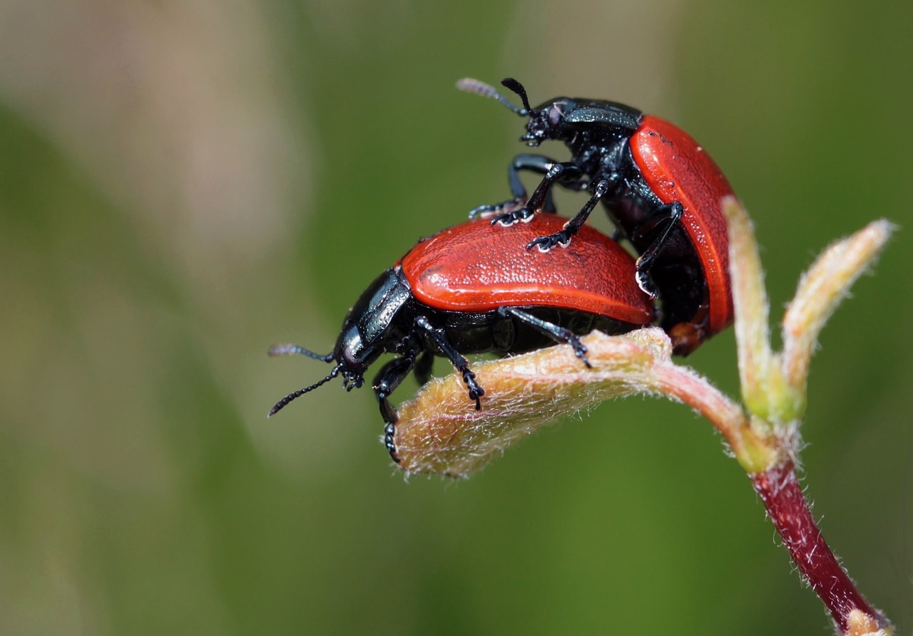 ¿Cómo se reproducen las palomas sexualmente o asexualmente?