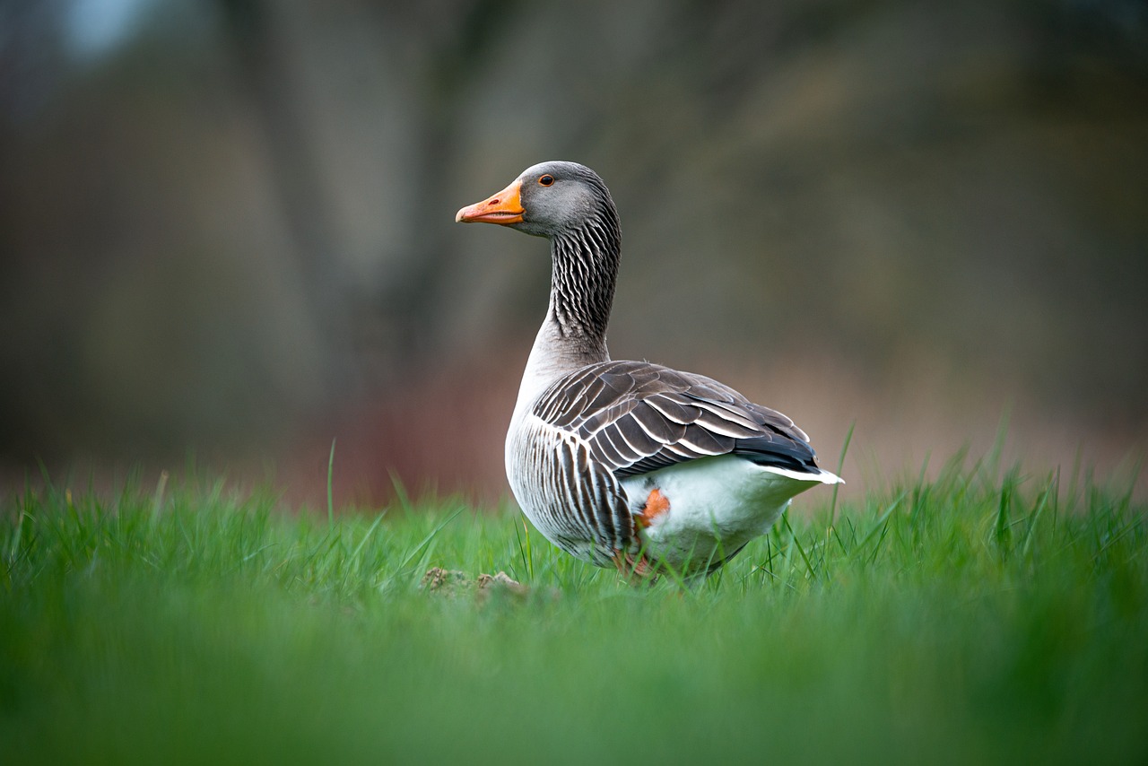 ¿Dónde vive del pato?