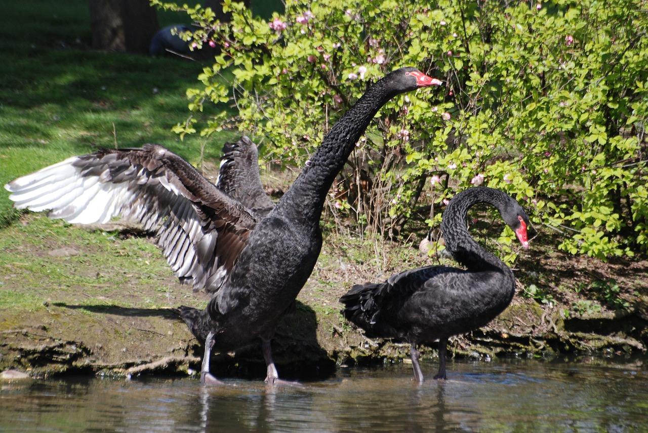 ¿Dónde habita el cisne de cuello negro?