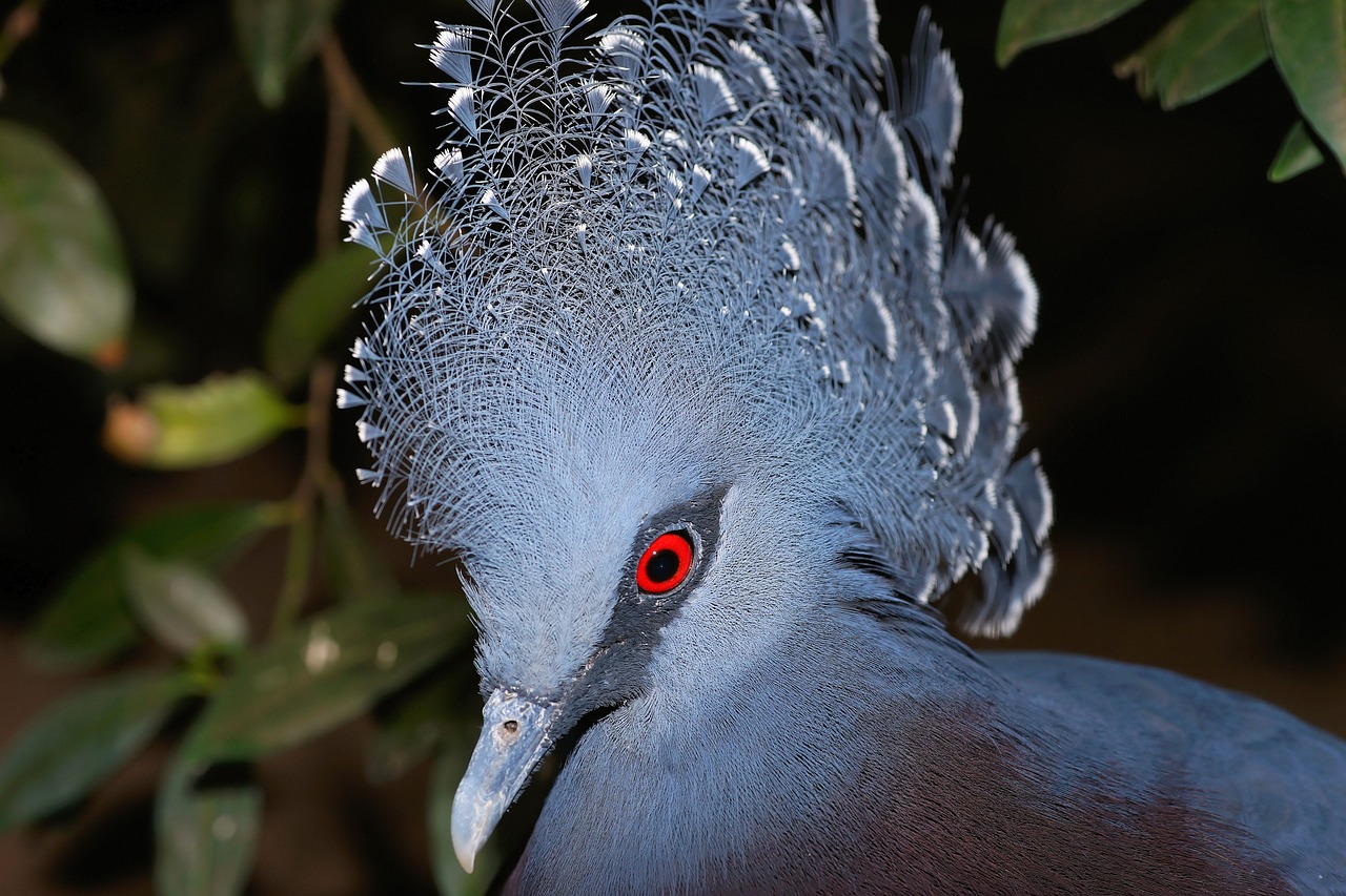 ¿Qué comen las palomas de abanico?