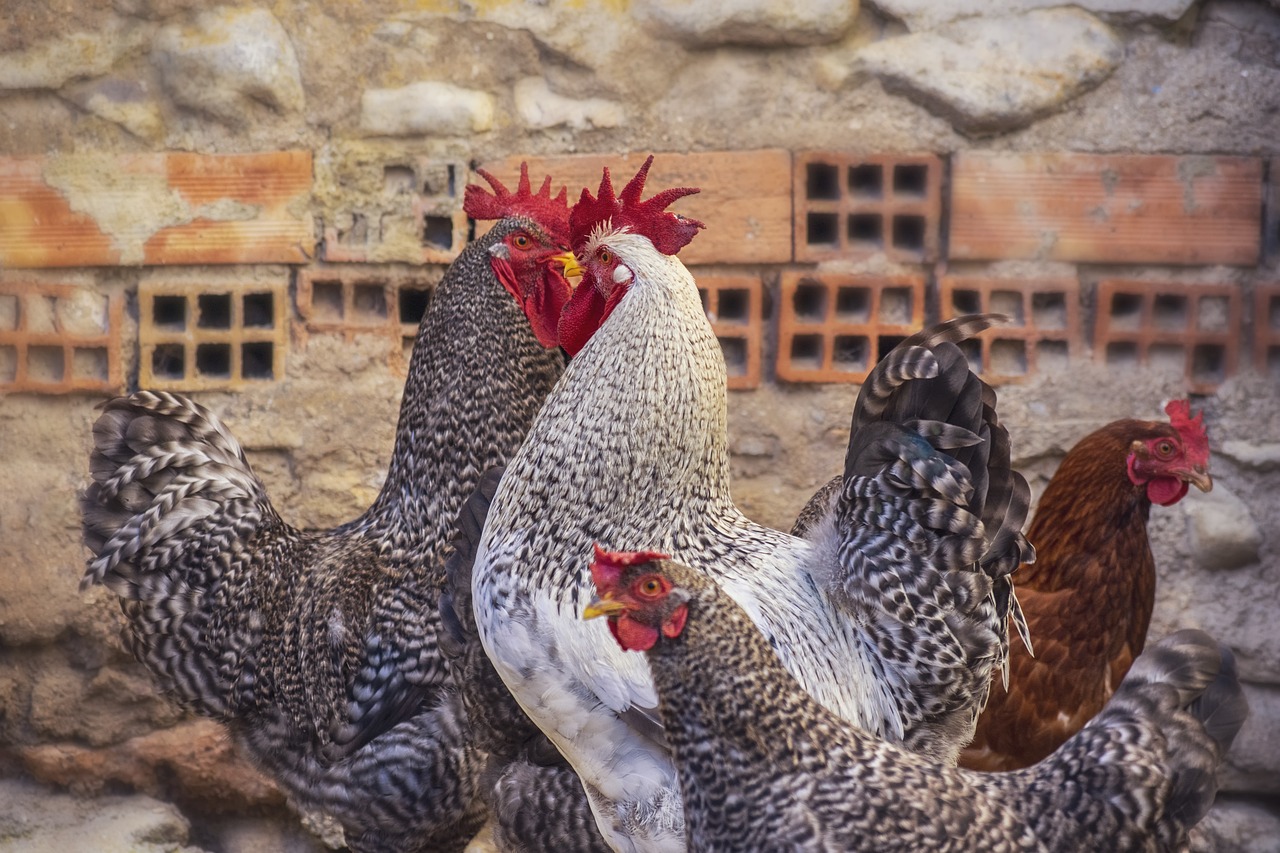 ¿Cómo se llama el gallinero?