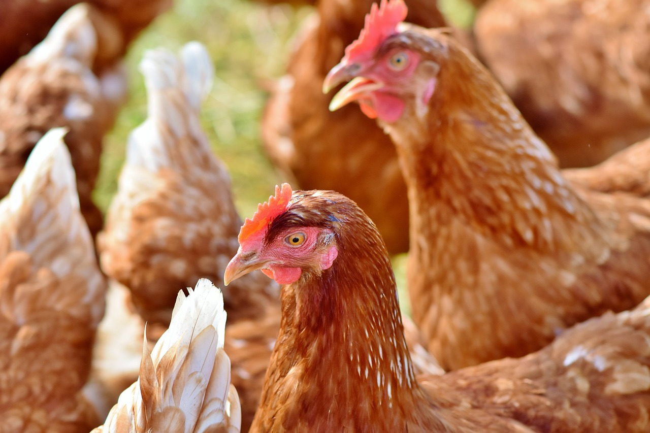 ¿Cuántos nidales por gallina ponedora?