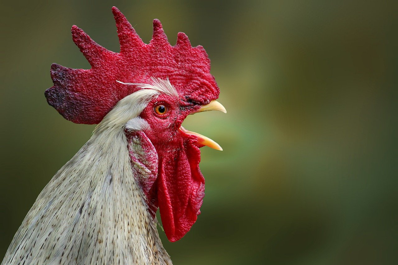 ¿Qué es un gallo y sus características?