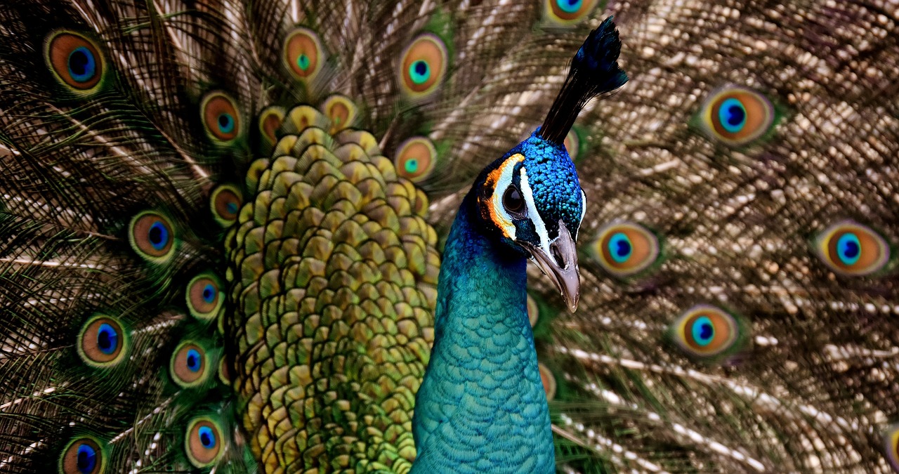 ¿Cómo diferenciar un pavo macho de una hembra?