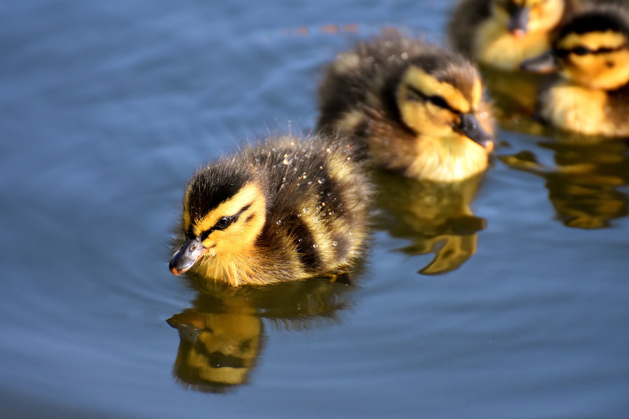 ¿Cómo se escribe los patitos?