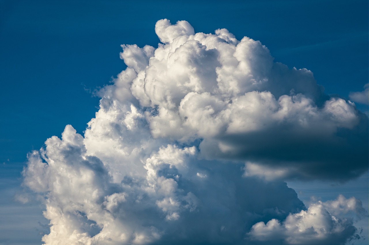 ¿Qué clima necesita el abedul?