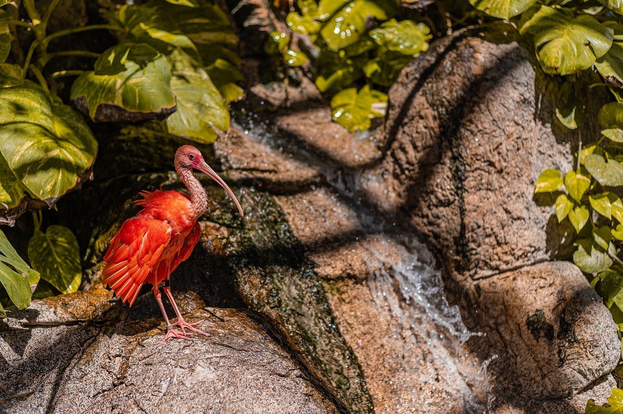 ¿Qué color es el ibis?