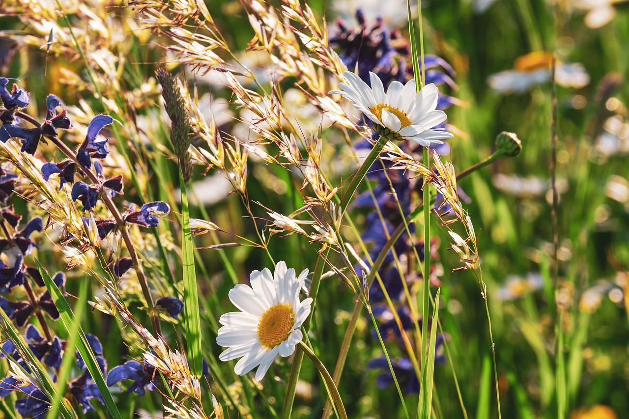 ¿Qué es la salvia y dónde se consigue?