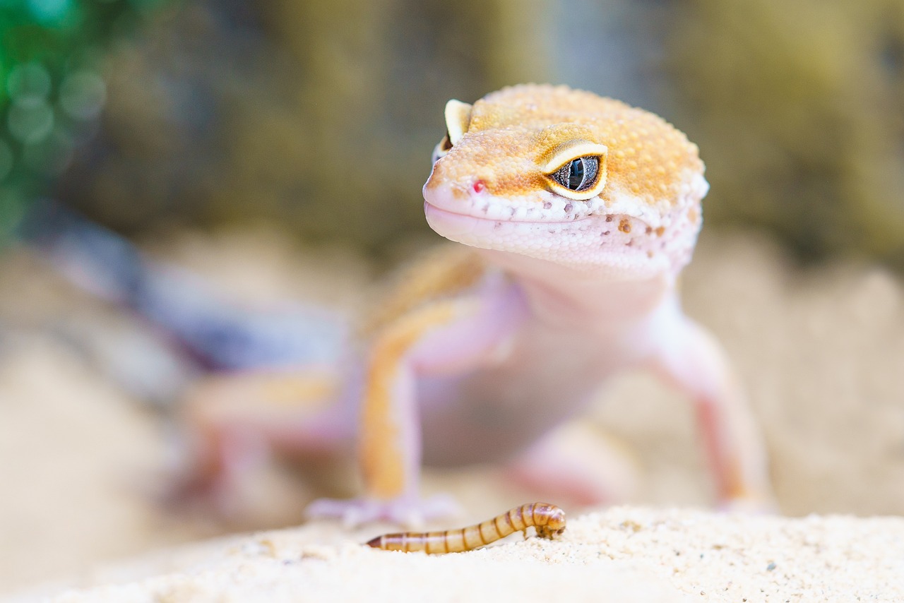 ¿Qué son los reptiles mamíferos?