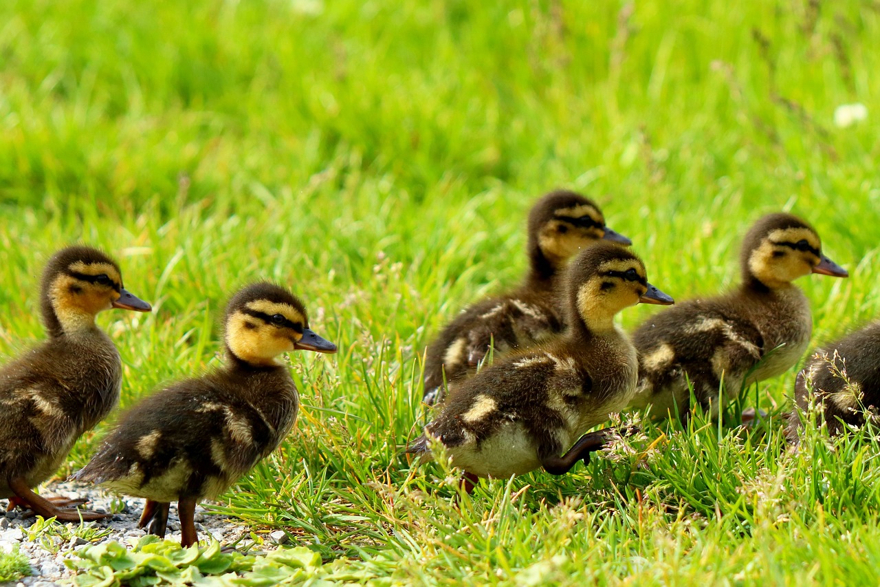 ¿Qué ventajas tiene la cría de patos?