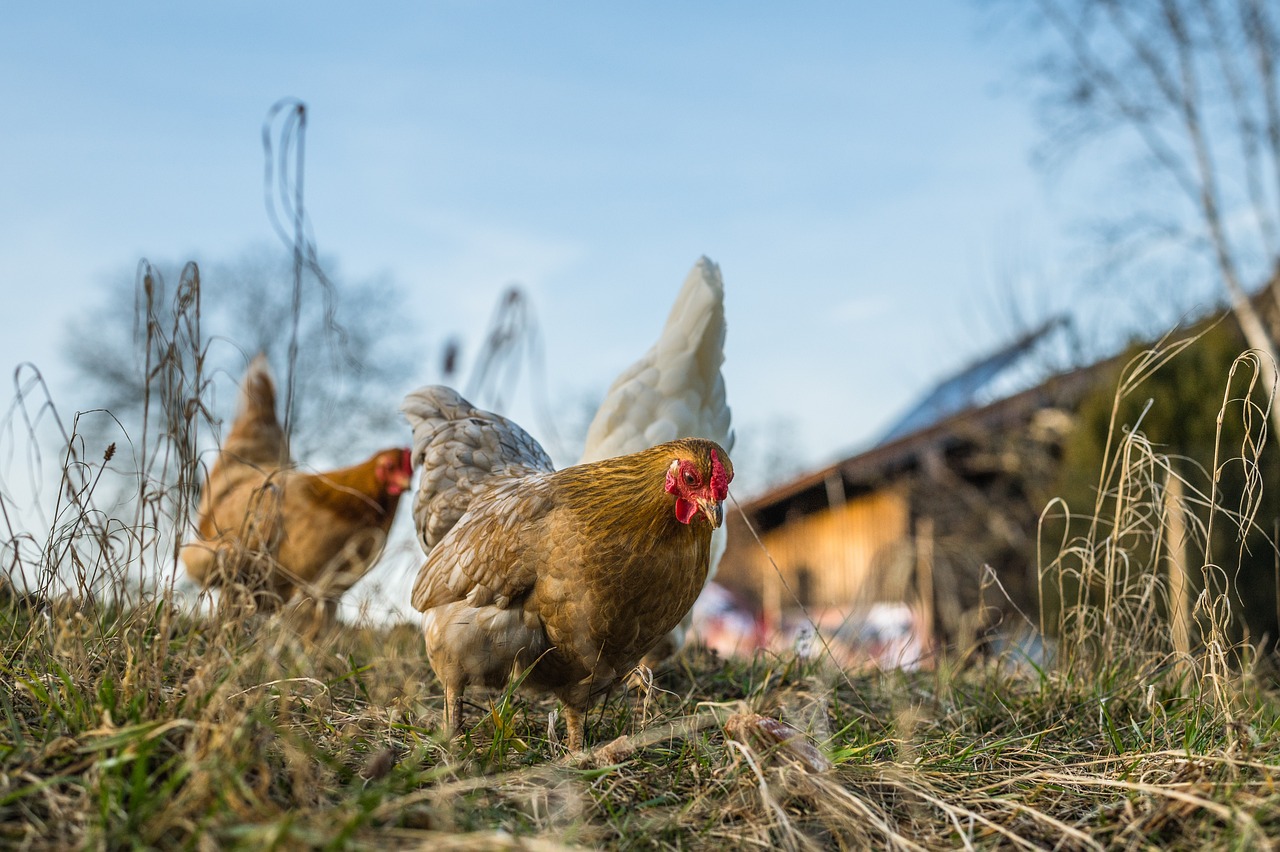 ¿Cómo se le llama a la granja de gallinas?