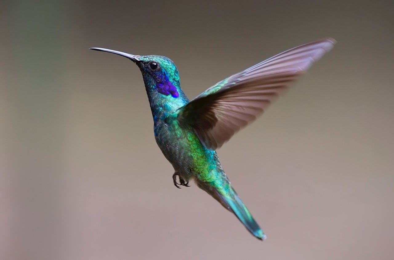 ¿Cuáles son las aves de China?