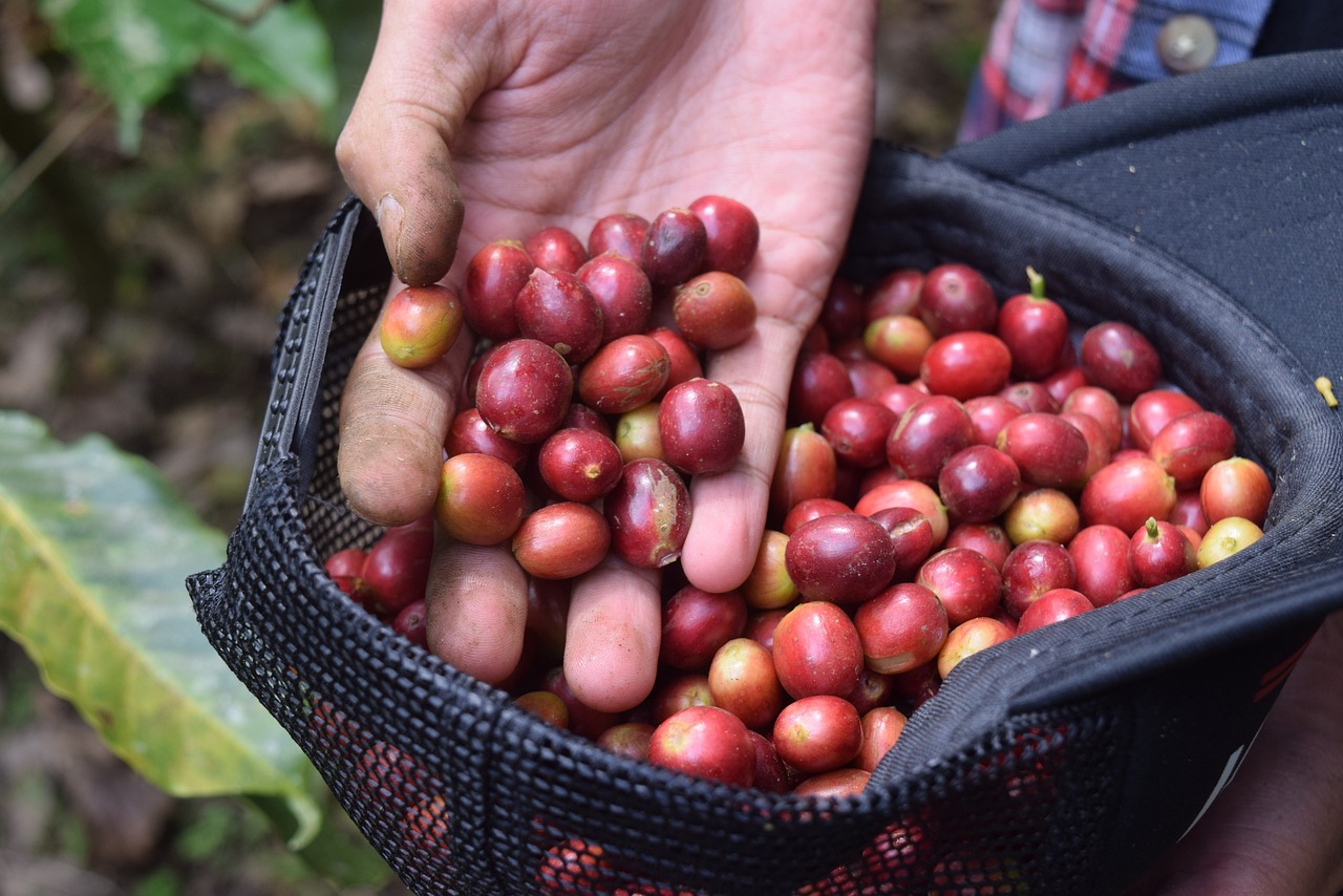 ¿Cuánto cuesta un kilo de café Kopi luwak?
