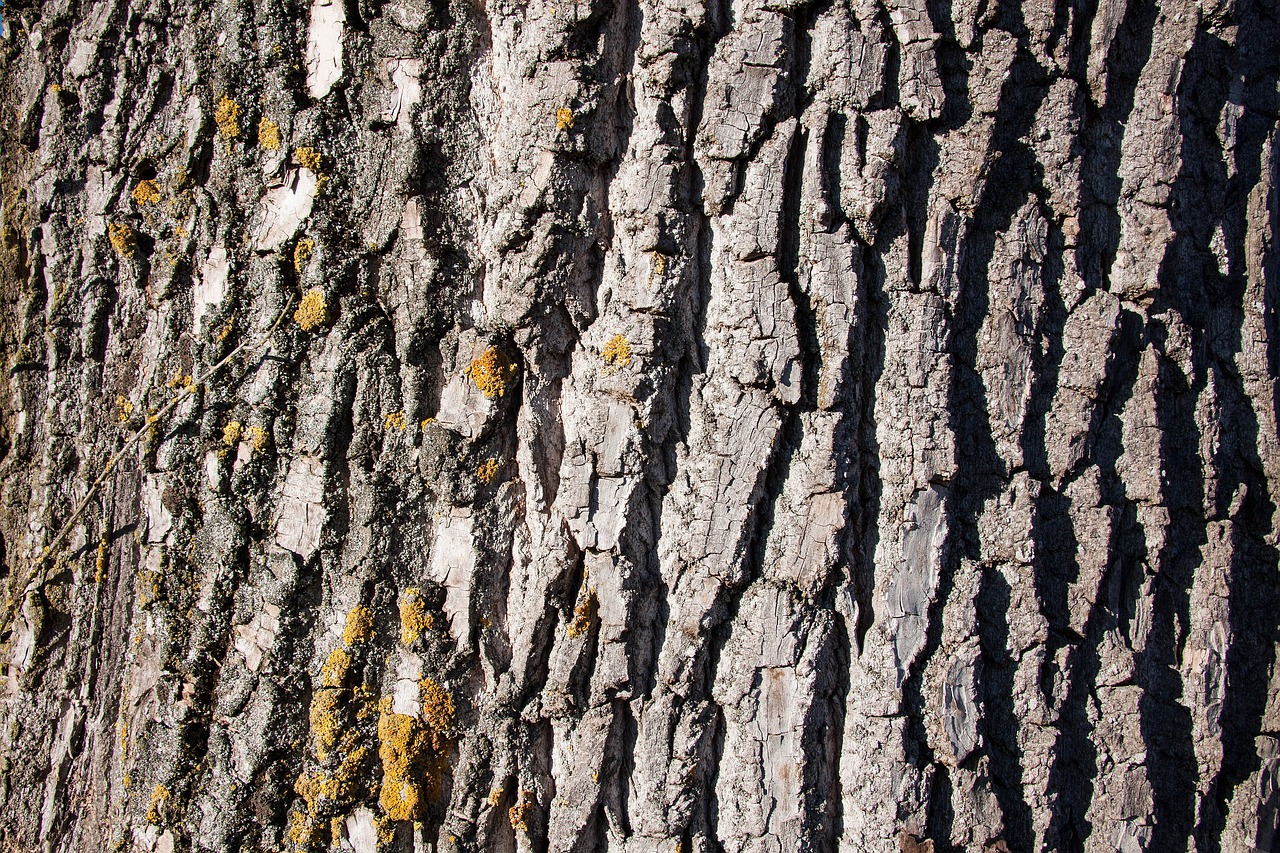 ¿Dónde crece el árbol de álamo?