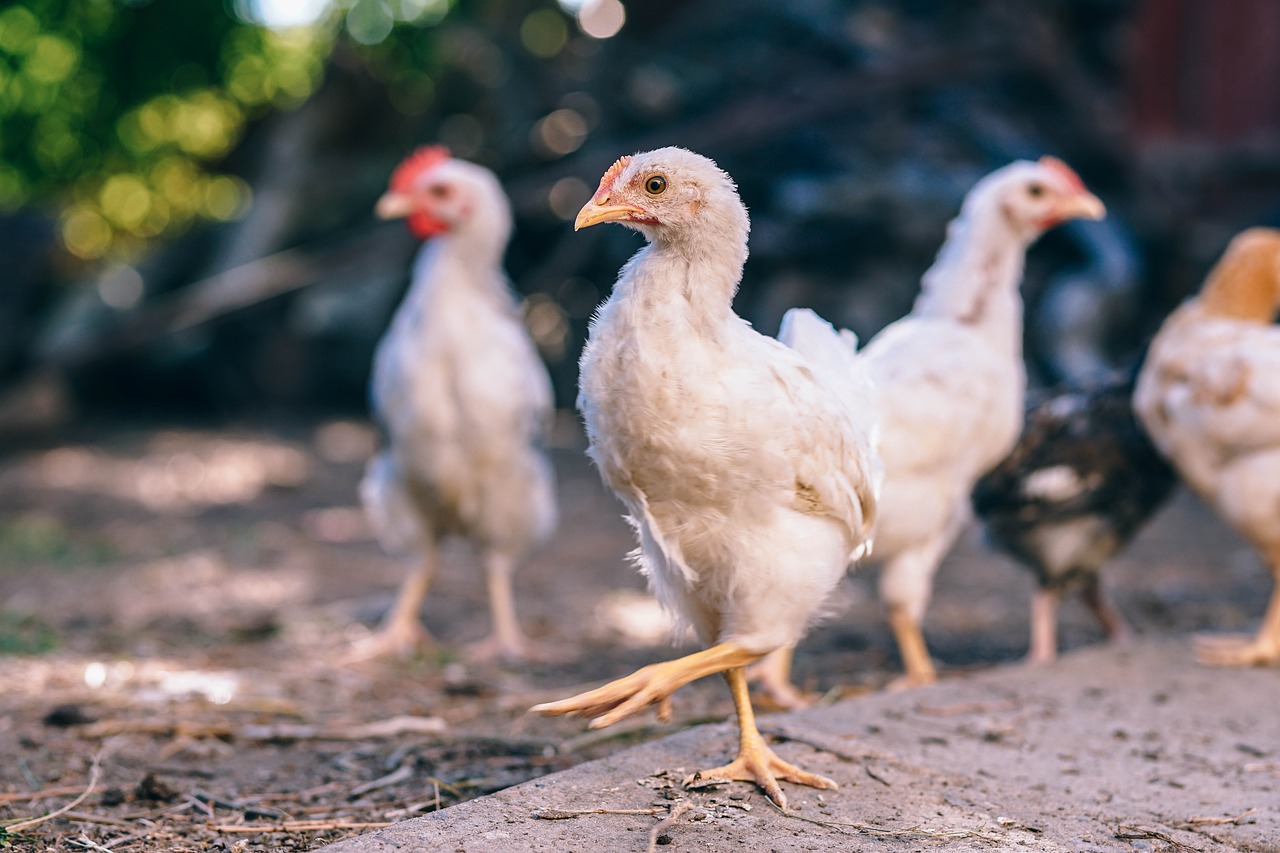 ¿Qué es el gallo de carne?