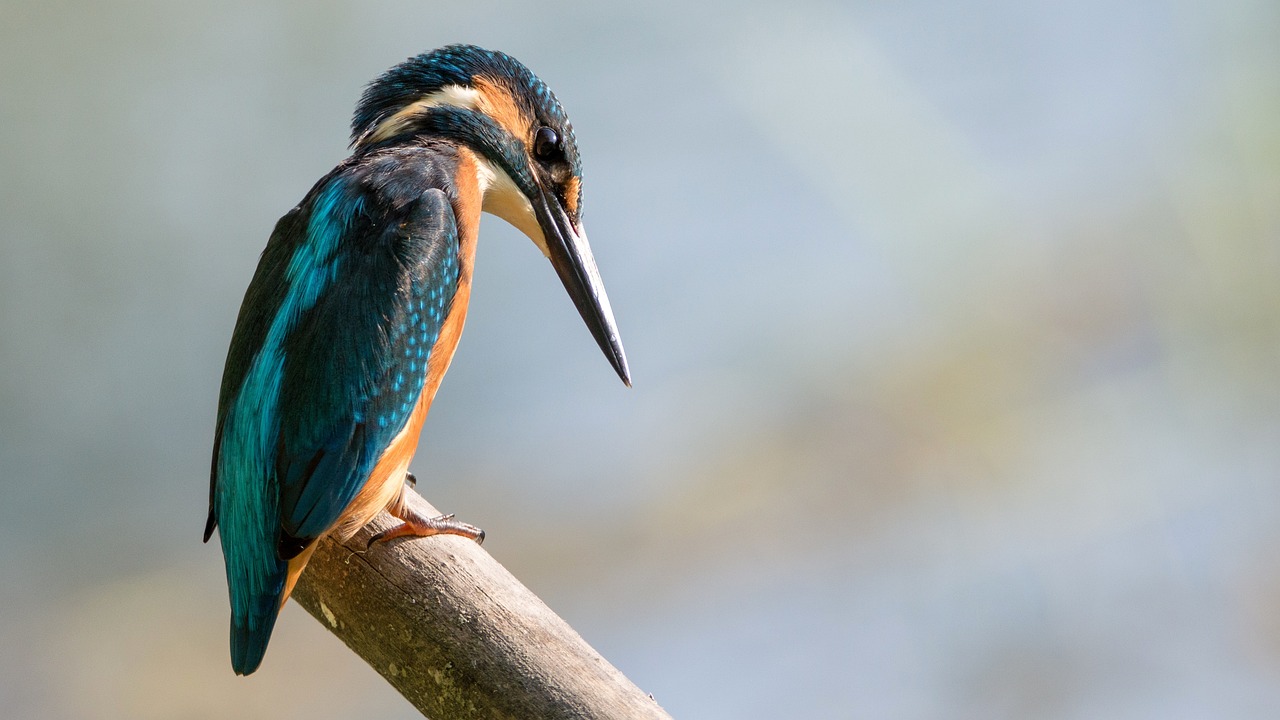 ¿Qué pasa si a un pájaro se le rompe el pico?