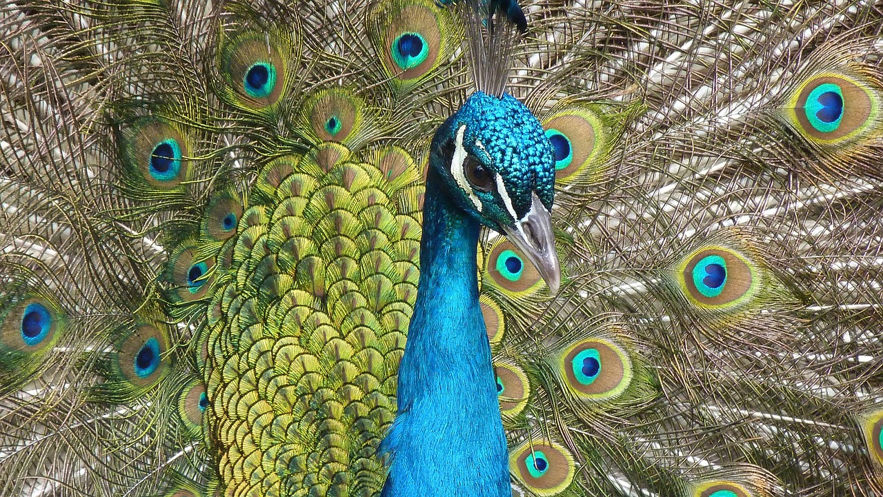 ¿Qué se le puede dar de comer a un pavo real?
