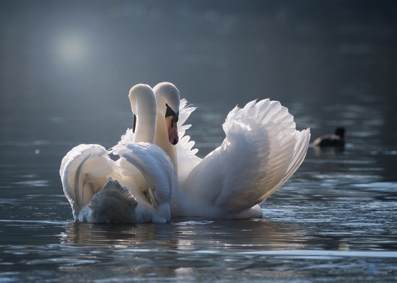 ¿Cómo se les dice a las crías de los cisnes?