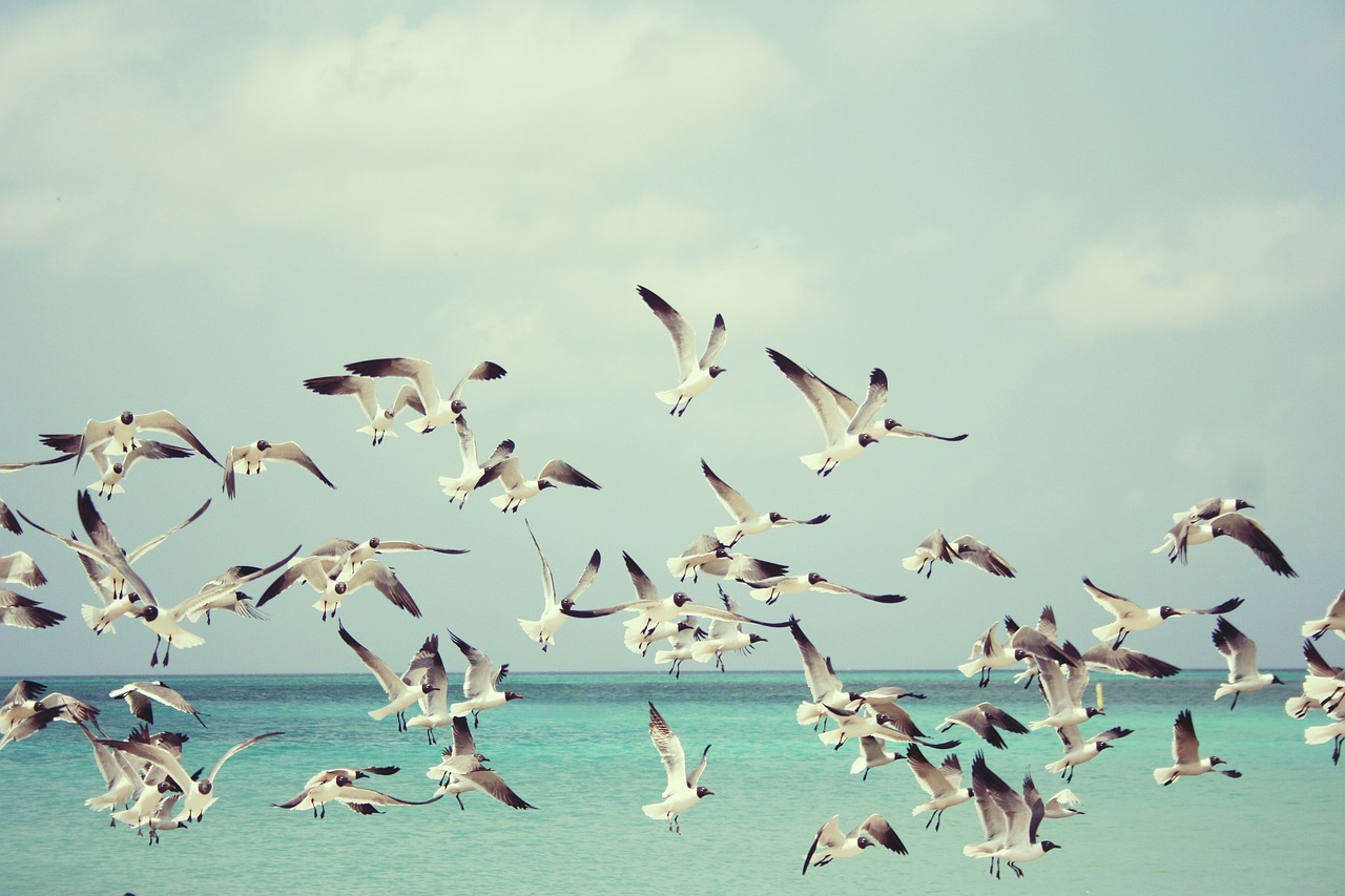¿Cuáles son las 10 aves más hermosas del mundo?