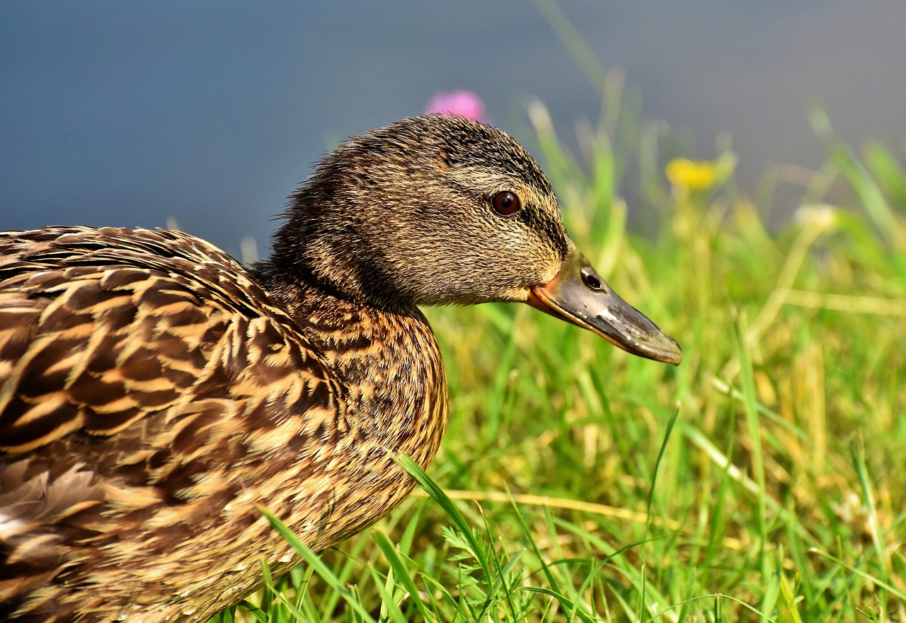 ¿Cuánto cuesta tener un pato de mascota?