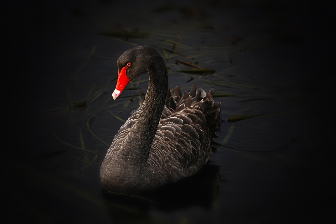 ¿Qué tipo de animal es un cisne?