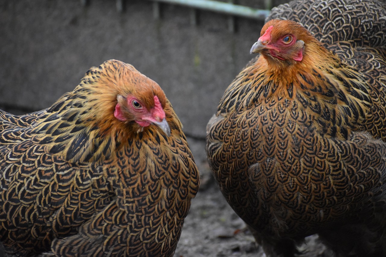 ¿Cómo son los pollos Brahma?