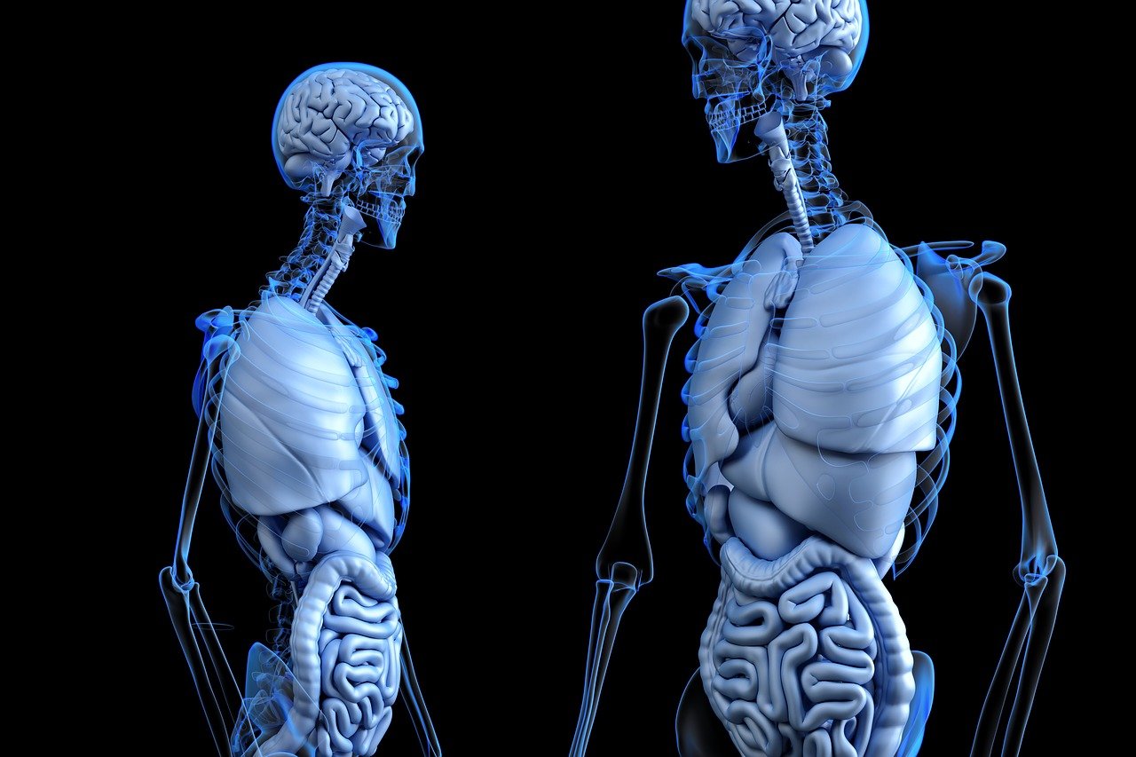 ¿Cuál es la función de los intestinos grueso y delgado?