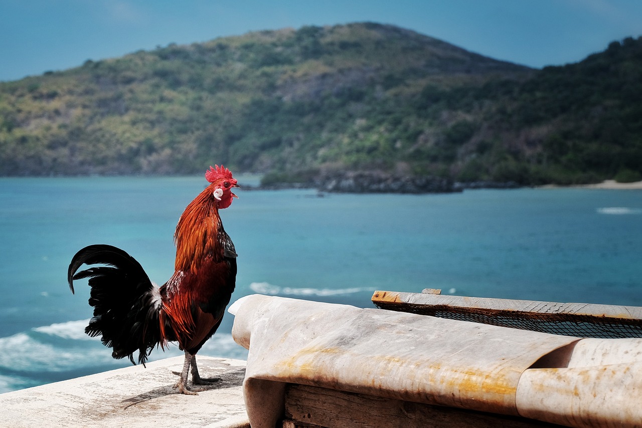 ¿Cuánto pesa un gallo inglés?