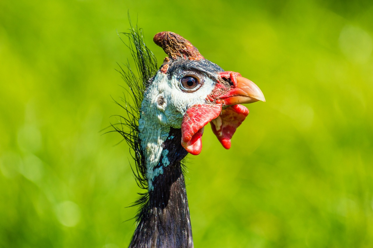 ¿Cuántos años de vida tiene una gallina de Guinea?