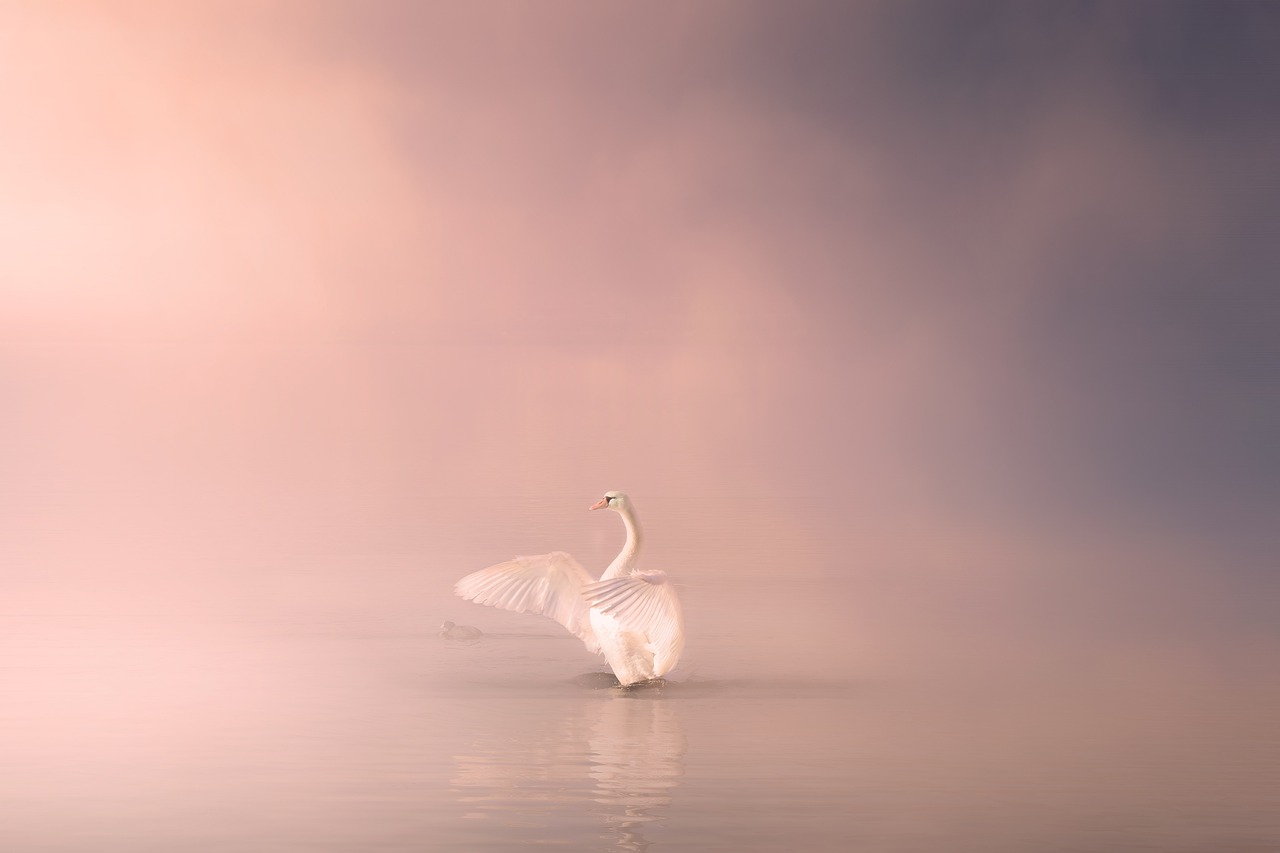¿Cuántos tipos de cisne?
