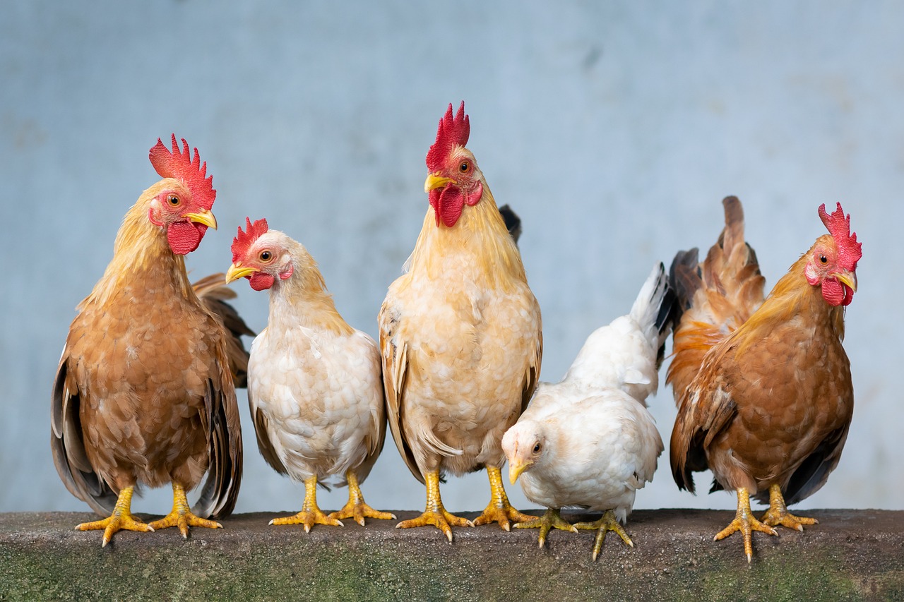 ¿Por qué los gallos tienen cresta?