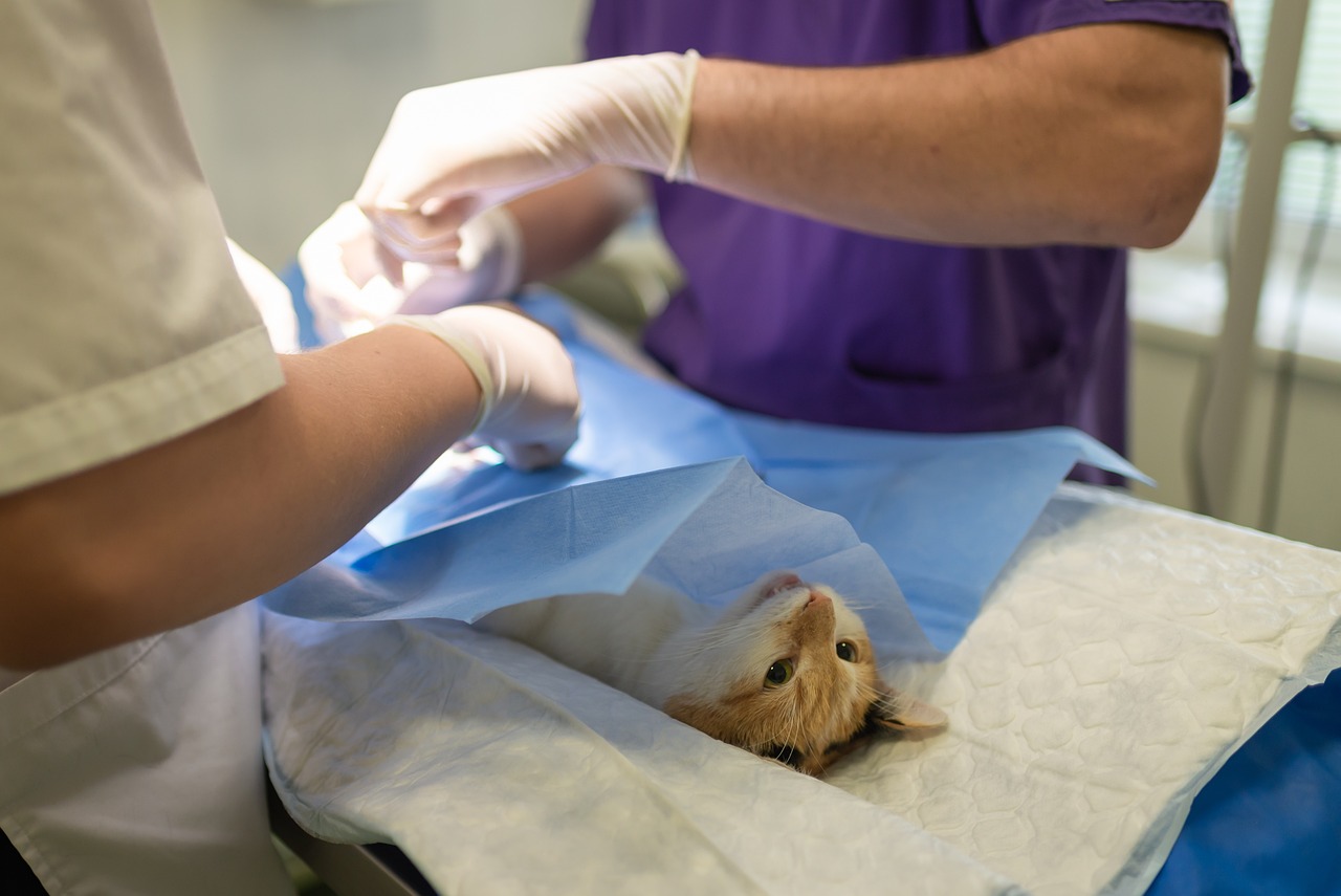 ¿Qué regalarle aún veterinario?