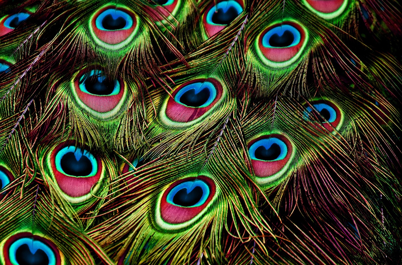 ¿Qué significan los colores del pavo real?