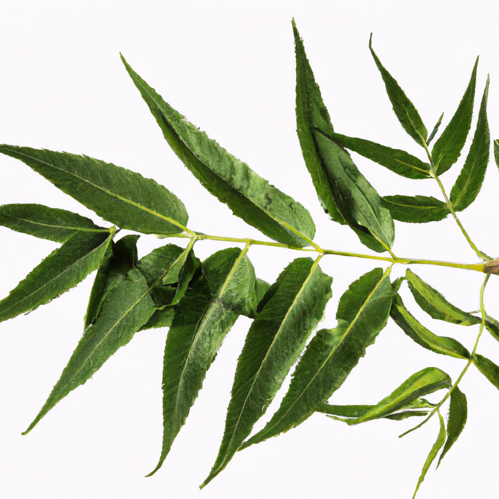 ¿Cómo se aplica el aceite de neem en las plantas?