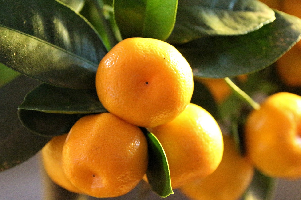 ¿Qué fruta da el calamondín?