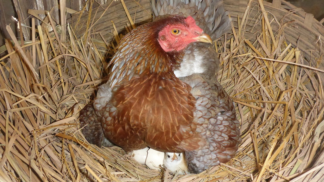 ¿Qué temperatura es la ideal para incubar huevos de gallina?