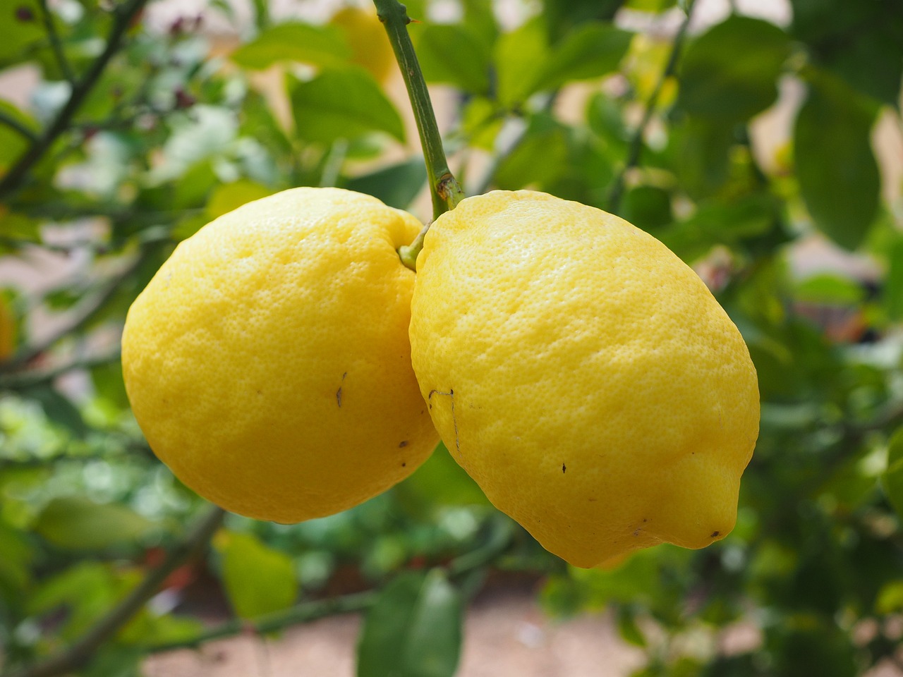 ¿Cuándo florece el limonero Eureka?
