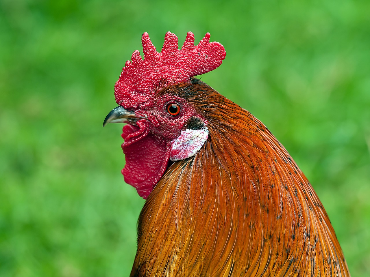 ¿Cómo se llama el sonido que hace un gallo?