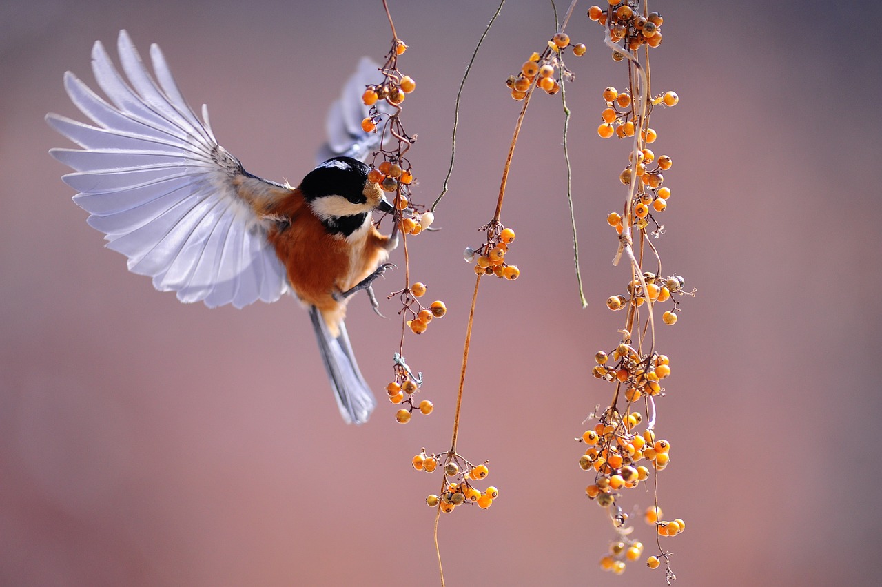 ¿Cuál es la cadena alimenticia de las aves?