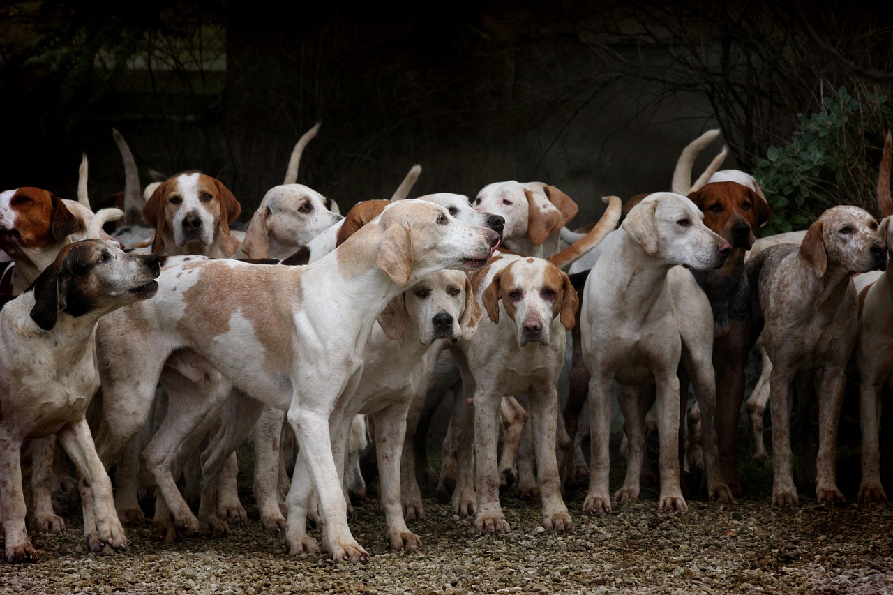 ¿Que tiene que tener una casa para perros?