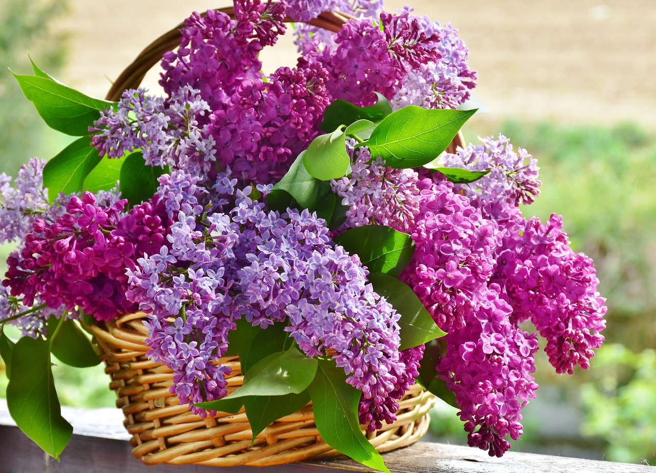 ¿Cuándo hay que plantar la lavanda?