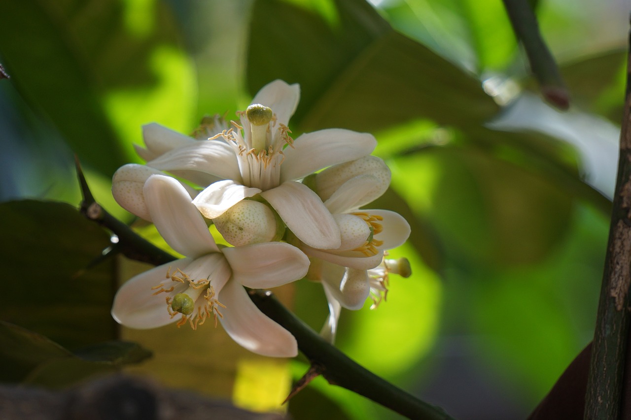 ¿Cuánto crece un limonero en una maceta?